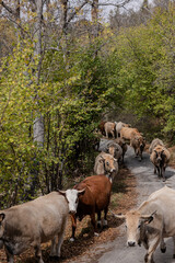 Fototapeta premium cows in the mountains