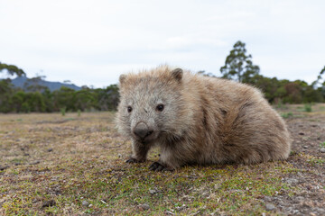 Wild Wombat Australia Tasmania Marsupial. 
Close-up from the left.
