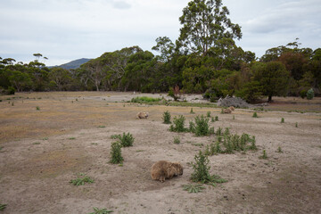 Meadow full of wombats in Tasmania.