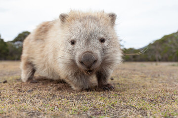 Wild Wombat Australia Tasmania Marsupial. 
Close-up from the right.