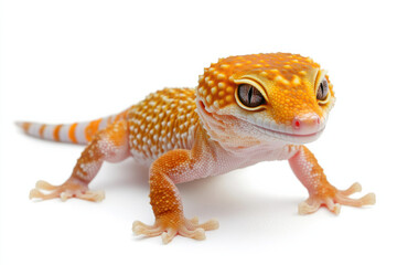 Naklejka premium Leopard gecko with unique spotted skin, standing on white to capture exotic appeal