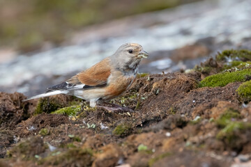 Common Linnet