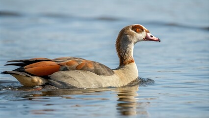 Obraz premium Egyptian Goose Alopochen aegyptiaca in Water, africa, freshwater, tropical water
