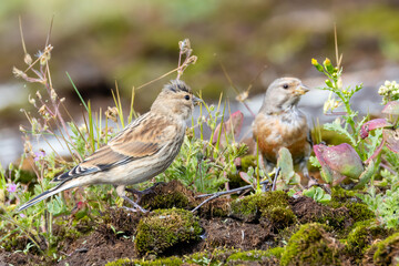 Common Linnet