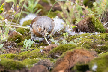 Common Linnet