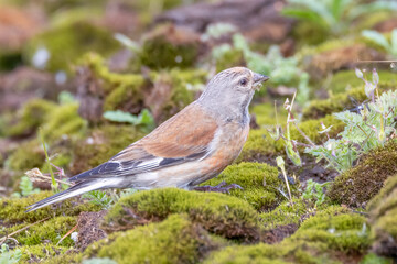 Common Linnet
