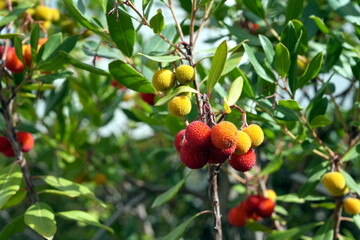 Obst, Frucht, Früchte, süß, Westlicher Erdbeerbaum (Arbutus unedo), essen, rot, gelb, Baum, Ast, Busch, reif, gesund, bio, natur, mittelmeer, mediterran