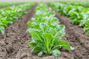 Lush green romaine lettuce plants grow in neat rows, nurtured by rich soil, showcasing a vibrant agricultural landscape.