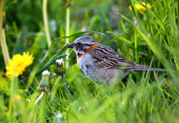 Sparrow eats with its beak in a dandelion flower in Argentine Patagonia