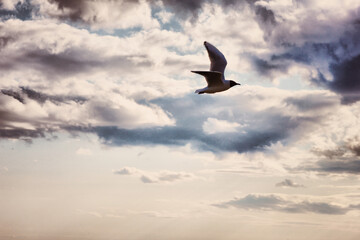 seagull in the sky