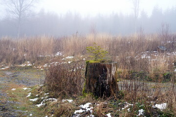 Baumstumpf mit jungem Baum, Nadelbaum, Landschaft, Winter, Herbst, Wald, Harz, Deutschland
