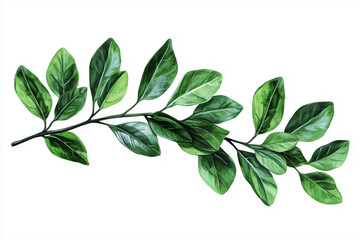 Naklejka premium Vibrant Green Leaves on White Background