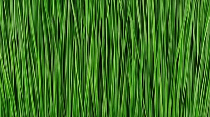 Fototapeta premium Lush Green Grass Texture Background for Nature and Outdoor Projects
