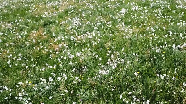 Aerial view of spring pasture with wild narcissus flower (narcissus poeticus) at the Swiss Alps in vaud riviera over Geneva Lake.