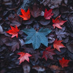 Dark Red and Blue Autumn Maple Leaves on Forest Ground