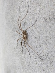 A highly detailed macro photograph of a large harvestman (Opiliones) on a wall. The close-up...