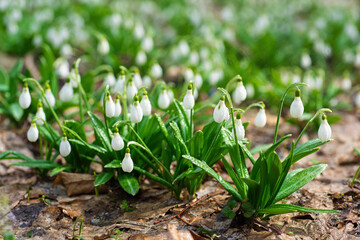 Snowdrops blooming in spring forest with morning dew drops on petals and leaves