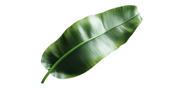 Single green banana leaf isolated on transparent background - Powered by Adobe