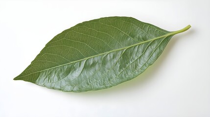Obraz premium Close-up of a vibrant green leaf showcasing intricate veins against a clean white backdrop. Natural light.