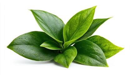 A vibrant cluster of green leaves, showcasing a fresh and healthy plant, ideal for indoor decor and enhancing natural aesthetics.