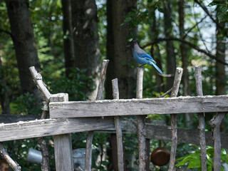 Steller's jay bird is sitting on the branch of the tree in Anchorage region, Alaska state
