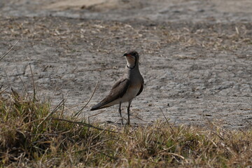 A beautiful and cute oriental pratincole bird is seen standing with its neck stretched on the ground