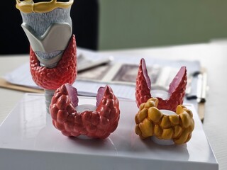 Colorful models of the thyroid gland are arranged on a table for educational purposes