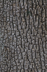 Bark of A White Ash, Fraxinus americana, Adirondack Forest Preserve, New York, USA