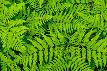 Braken Ferns, Pteridium aquilinum , Adirondack Forest Preserve, New York