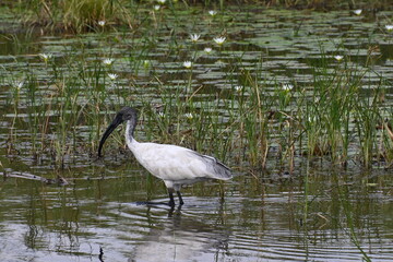 A black headed ibis is seen foraging in the shallow waters of a wetland water stream