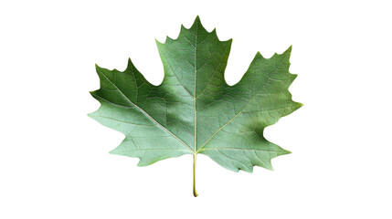 Fototapeta premium Green maple leaf showing detailed veins on transparent background