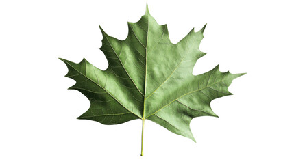 Fototapeta premium Green maple leaf isolated on transparent background representing nature and growth