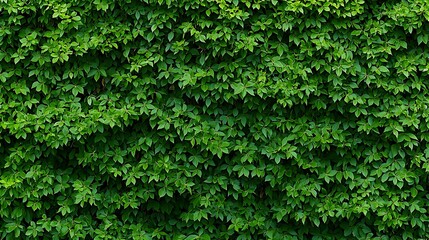 Dense Green Leafy Wall