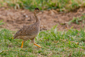 A walking White-bellied Nothura 
