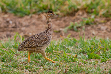 A walking White-bellied Nothura 