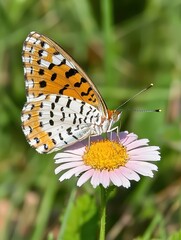 Fototapeta premium A vibrant butterfly rests on a pink flower, showcasing beautiful orange and black patterns, surrounded by lush green grass.