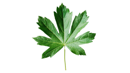 Green leaf with lobed edges on transparent background