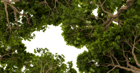 Forest canopy opening, hole, dense foliage, aerial view.  Possible use Nature background, wallpaper