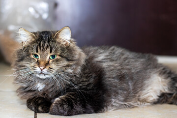 There is a fluffy cat that has blue eyes, and it is laying on the floor