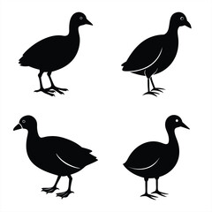 High-Quality Coot Bird Silhouette Vector for Designers.