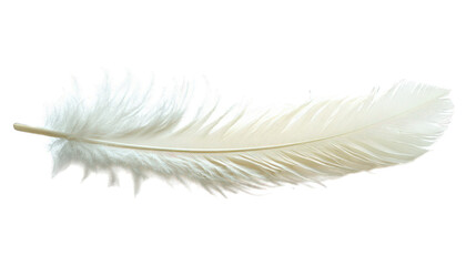 Obraz premium white feather isolated on white background