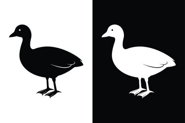 Coot Bird Silhouette Vector Icon – Black and White Background.