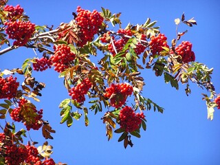 Bunches of red rowan on a sunny autumn day against a blue sky