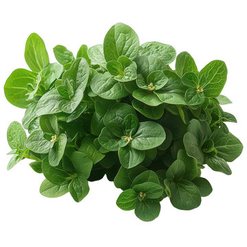 Sea Purslane isolated on transparent background