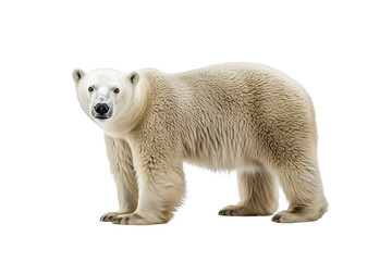 Polar bear standing on Transparent PNG format background. 