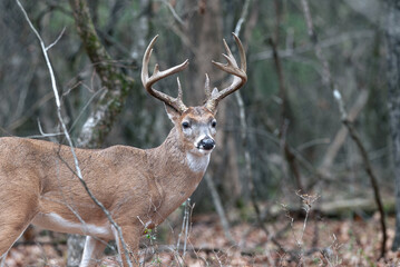 Whitetail Deer