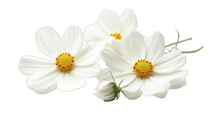 white flowers stalk isolated on white background