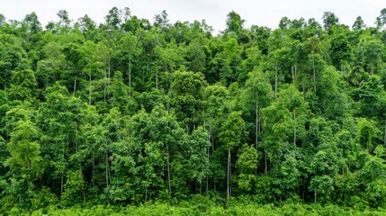 Fototapeta premium Lush Green Tropical Forest Canopy