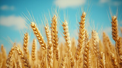 Golden Wheat Field Under a Sunny Blue Sky Ripe Grain Close Up