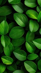 Close-up of vibrant green leaves, showcasing their rich textures and natural beauty.